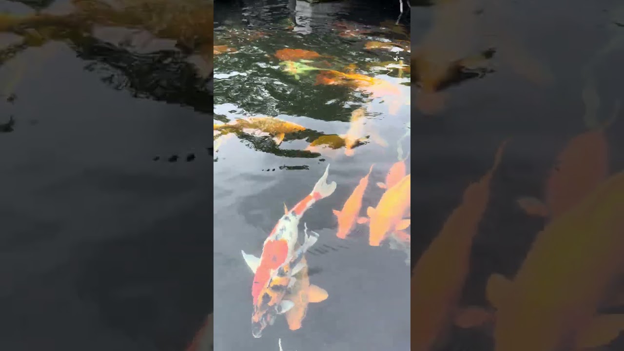 Watch full video here ⬆️⬆️⬆️  