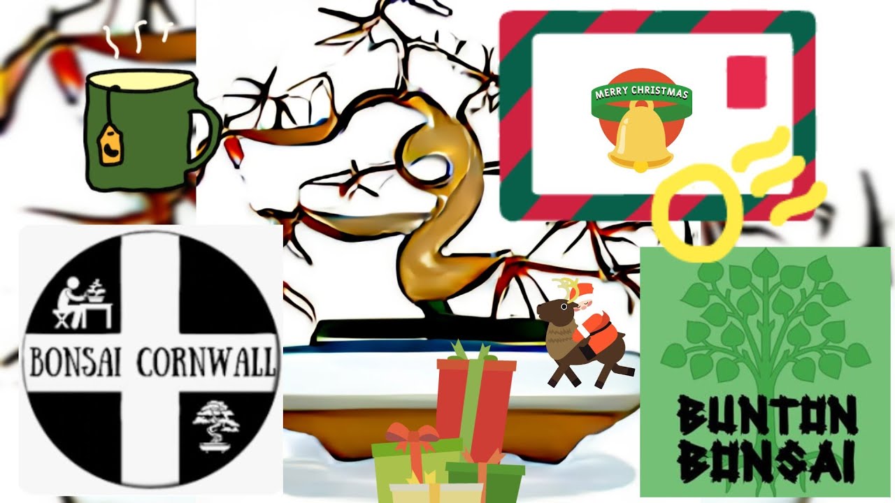 A very special gift from @BonsaiCornwall ! 🌲❤️