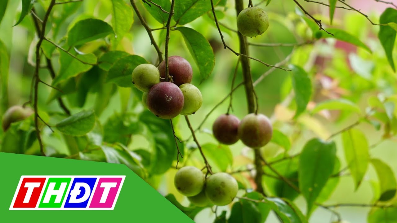 Mùa hồng quân trên 'nóc nhà miền Tây' | THDT
