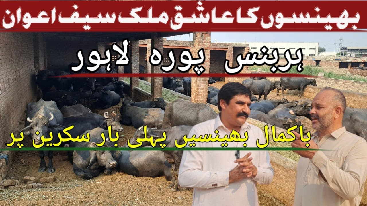 High Milking Nilli Buffalo Breed in Punjab | Malik Saif Awan Dairy Farm Lahore|Mian Attique Official
