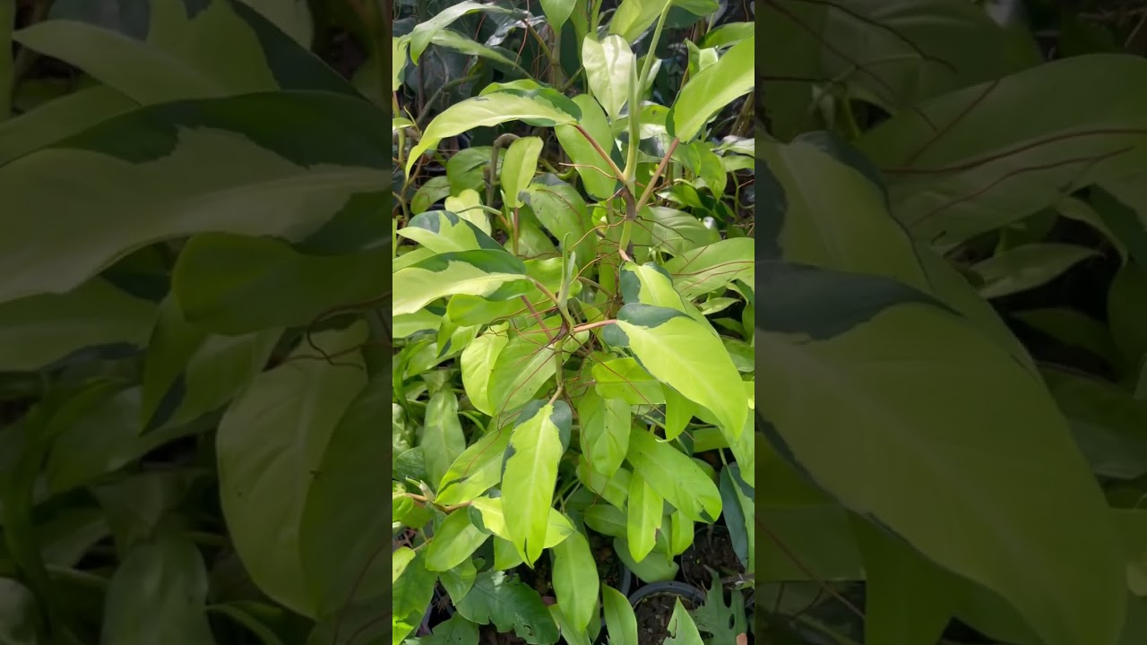 Philodendron Thai Sunrise #philodendron #houseplant