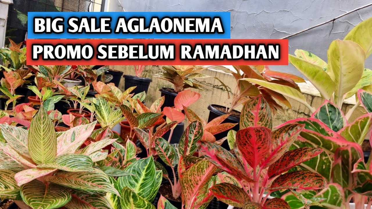 Big sale aglaonema, promo sebelum ramadhan !!!