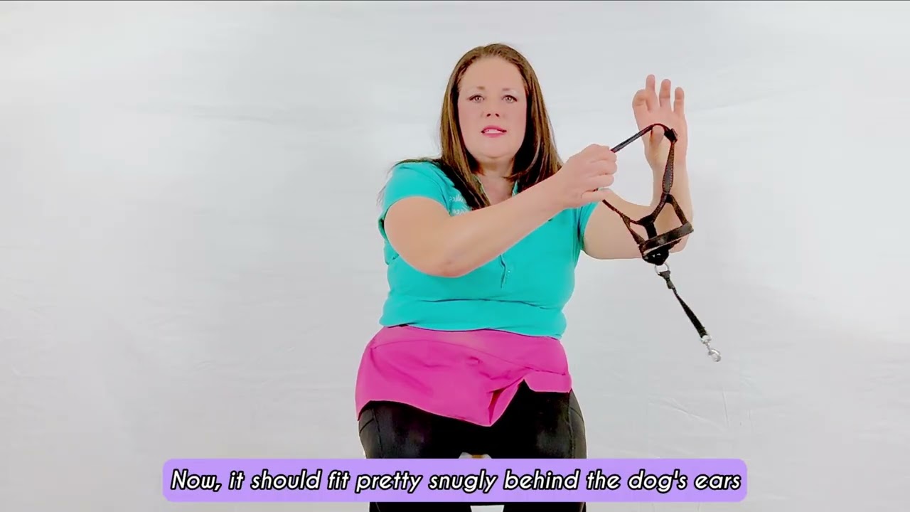 Pulled on Walks by a Big Dog? Here’s a Safer Leash Training Tool