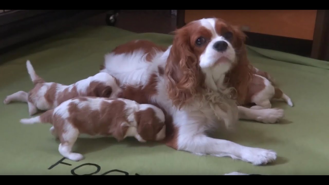 Puppies from King's Preference (D-litter)