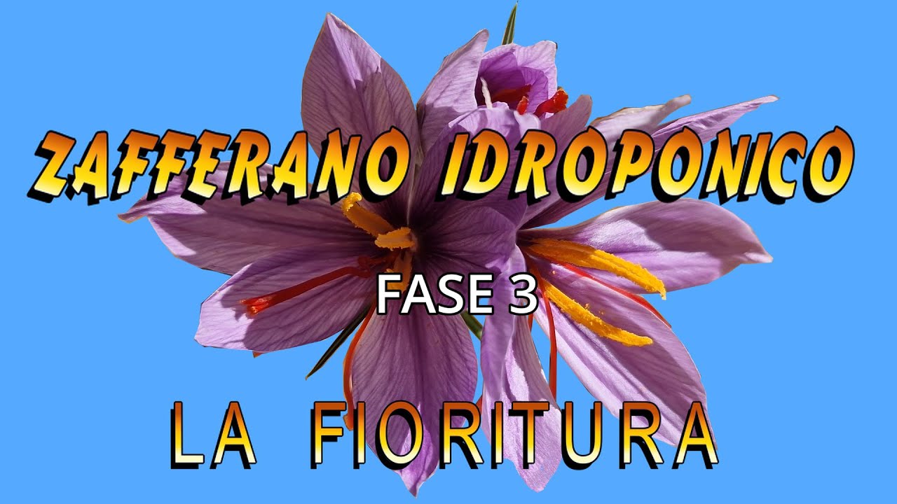 Zafferano idroponico: Fase 3  LA FIORITURA