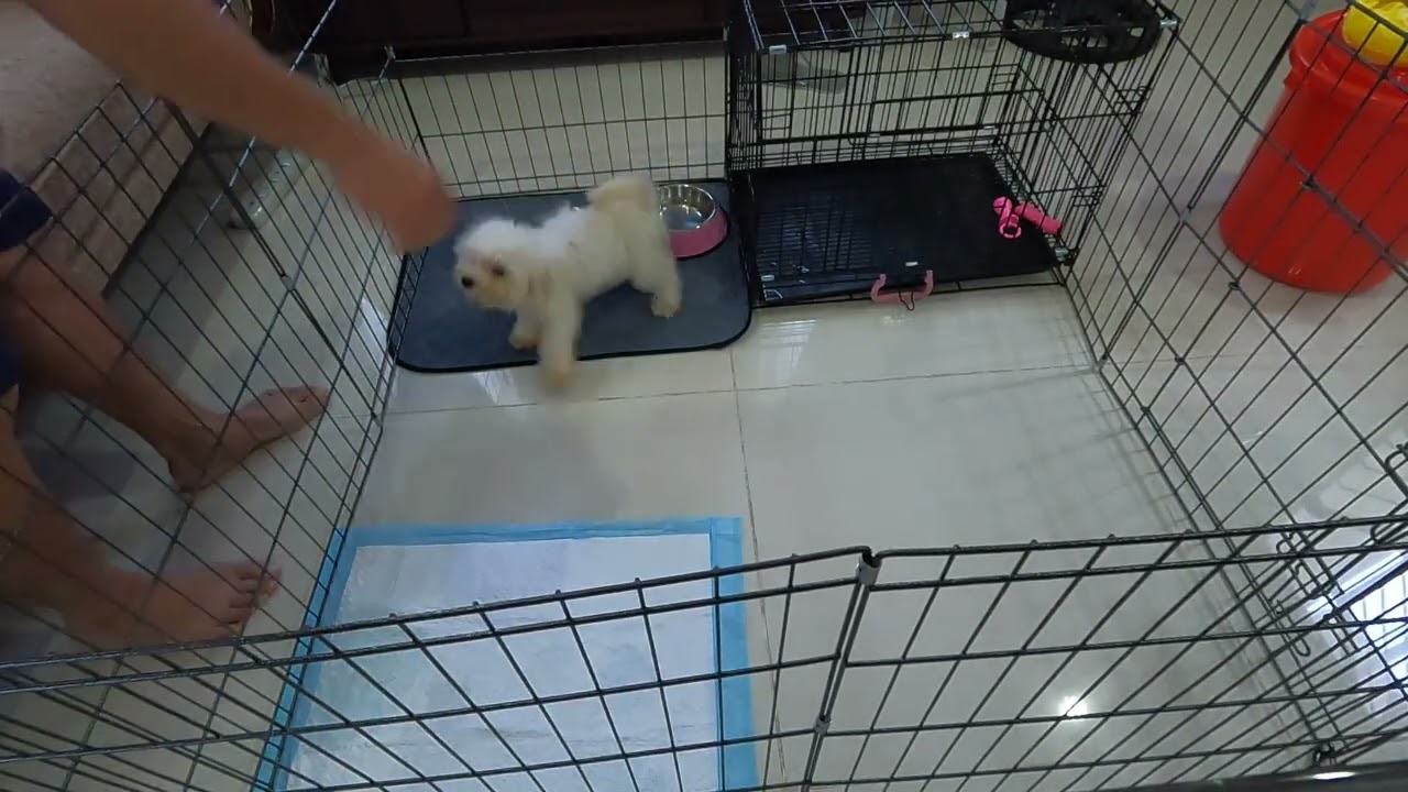 WE GOT A BICHON FRISE! | Snowflake Diaries (pt1): Day 1 with Snow