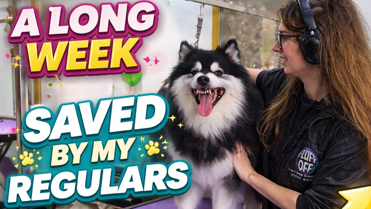 A Dog Groomers Long Week, Saved By My Regulars | Grooming Vlog
