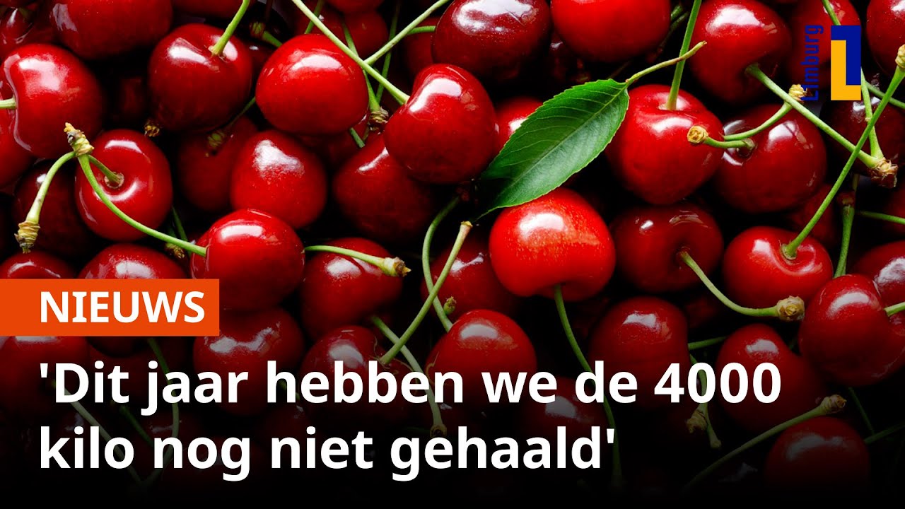Slechte kersenoogst door koud voorjaar 🍒 | 1Limburg