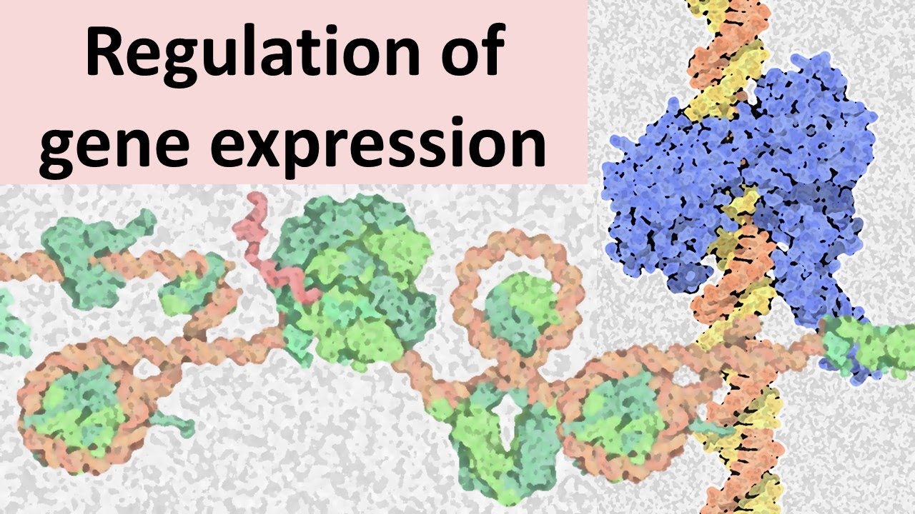 Eukaryotic gene expression regulation: concept of chromatin