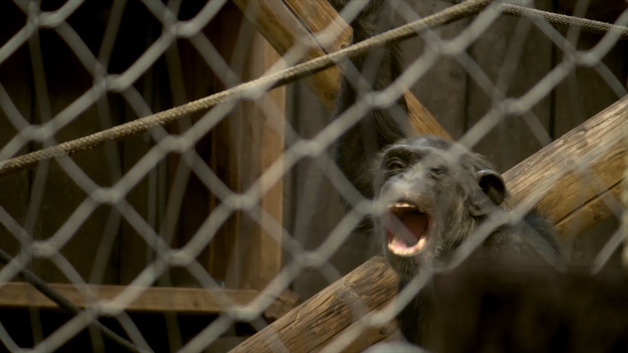 Chimpanse-drama i Odense Zoo: Kæmpe slagsmål mellem 6 chimpanser