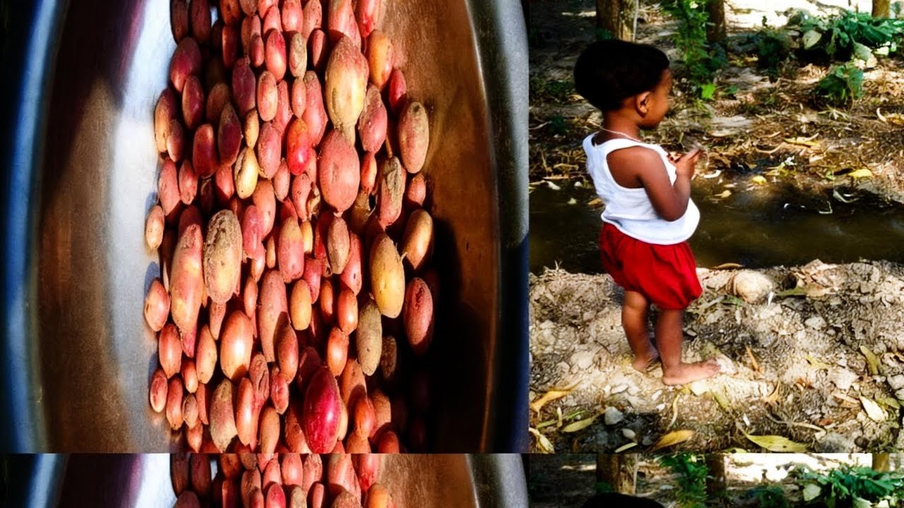 আমরা সবাই মিলে ফসলের জমি থেকে আলু উঠাইলাম!🥰