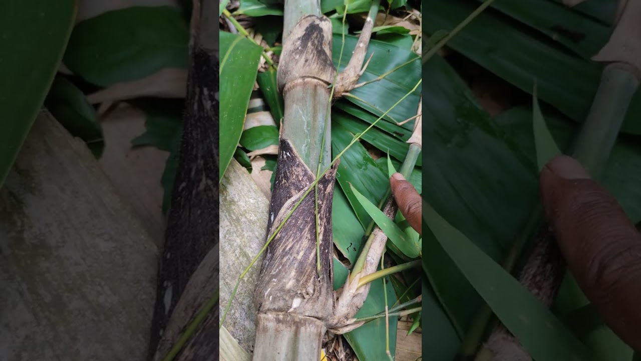 PANEN BAMBU TUMPANG SARI