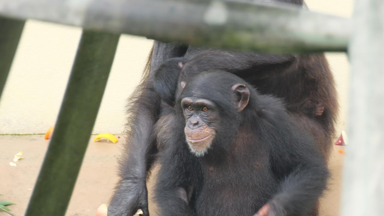 カズミガードはなかなかです。😅　東山動植物園　チンパンジー　202506