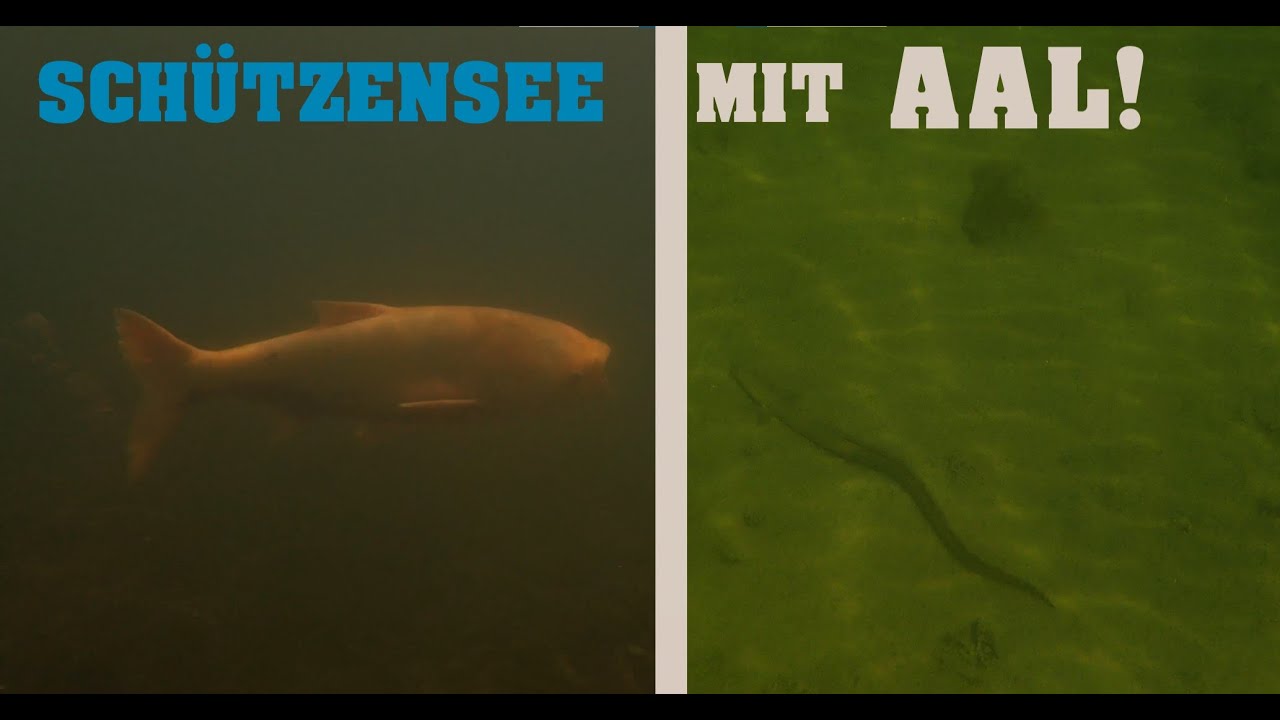 NEUER FISCH im Schützensee: ein AAL! | Schnorcheln im Schützensee
