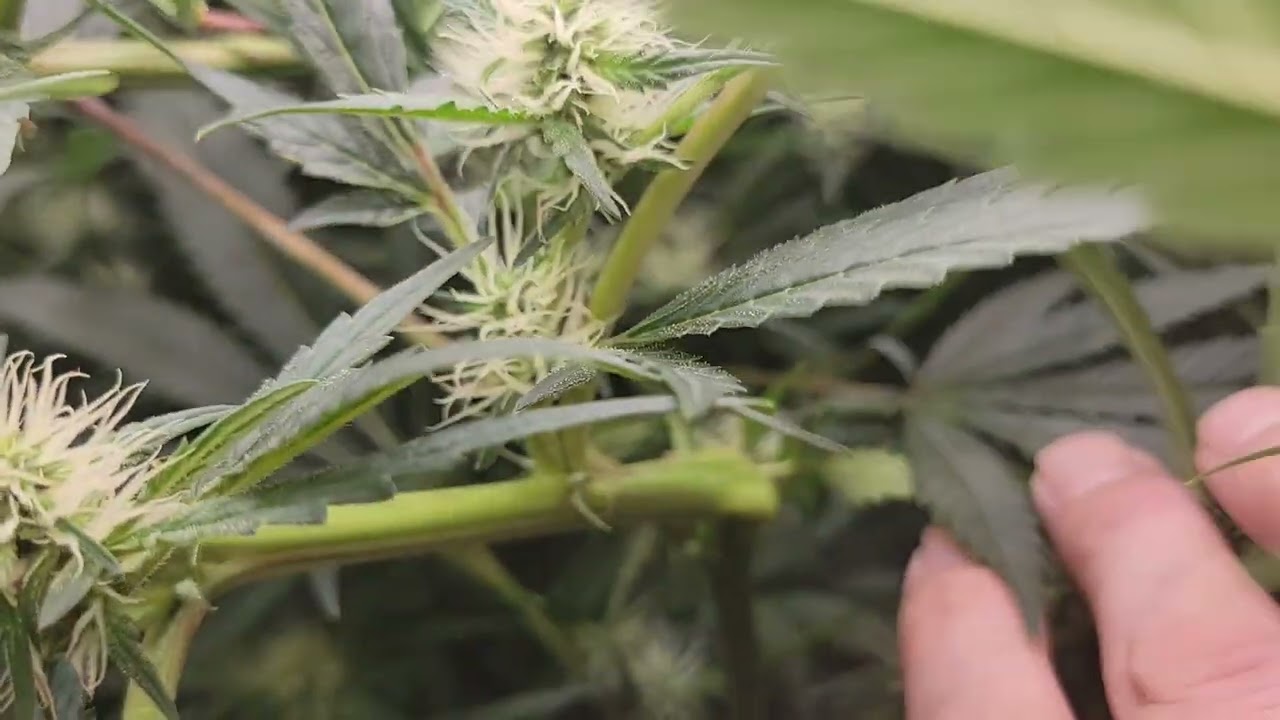 AutoPot Cannabis Grow - week 5 of Flower 🌼