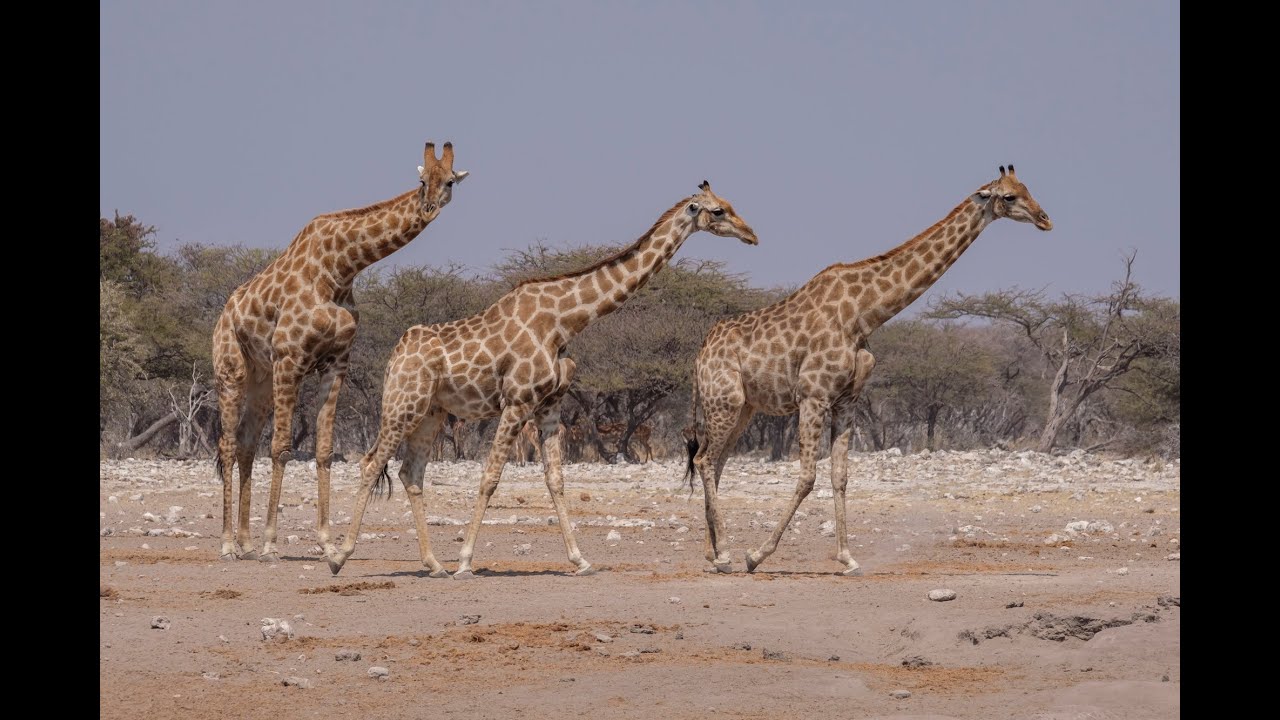 Eine Rundreise durch Namibia.