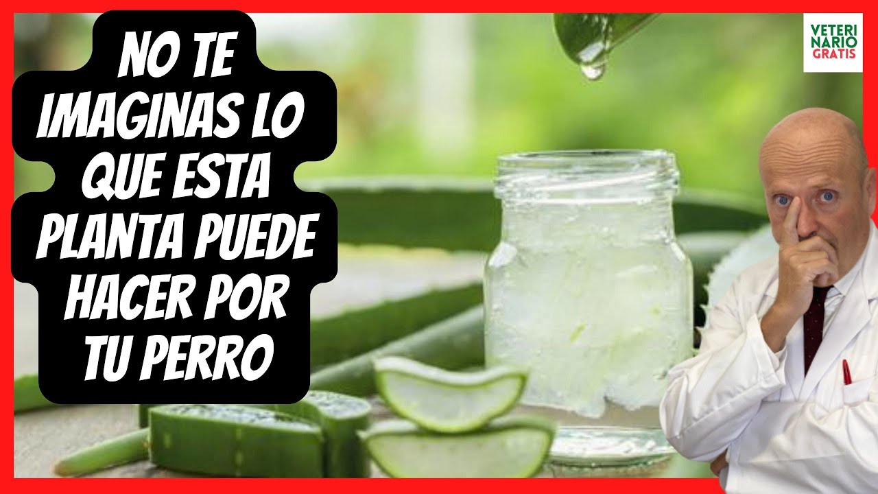 🔴 ALOE VERA BENEFICIOS Y PROPIEDADES MEDICINALES PARA LA PIEL DE LOS PERROS 💚