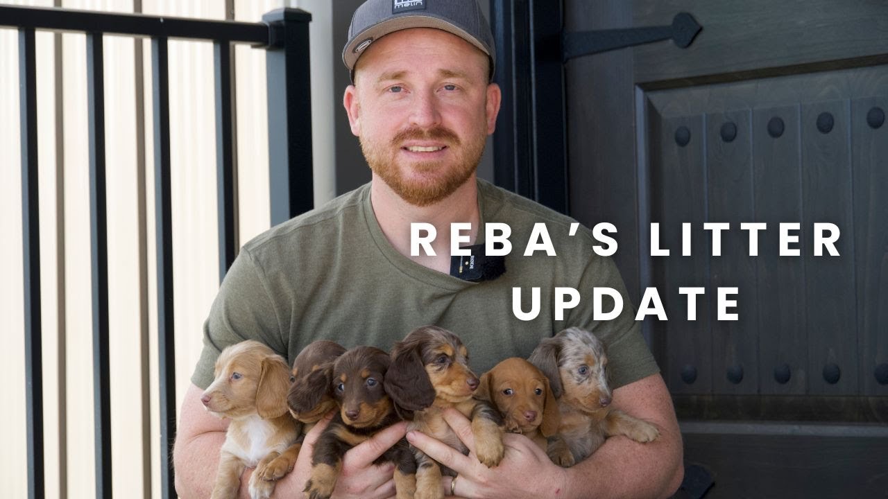Our Available Dapple Dachshund Puppies | Reba's Litter Update!