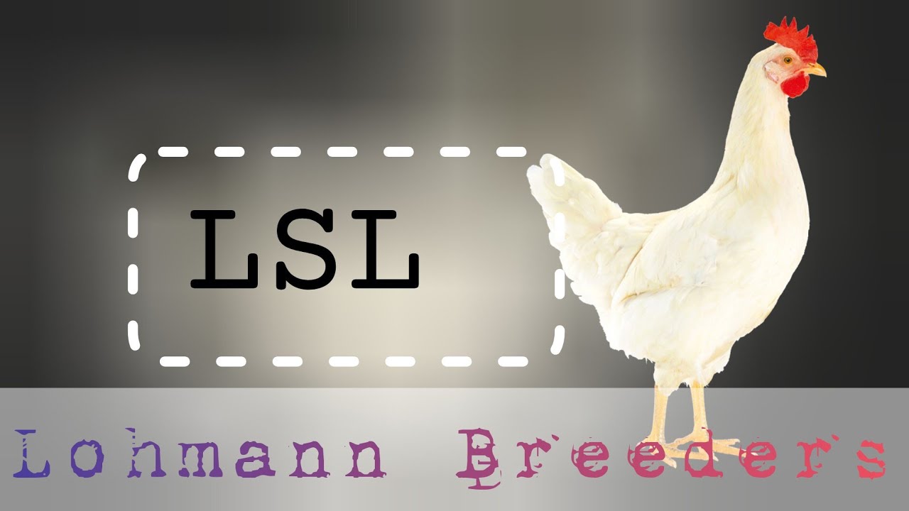 Lohmann Breeder LSL