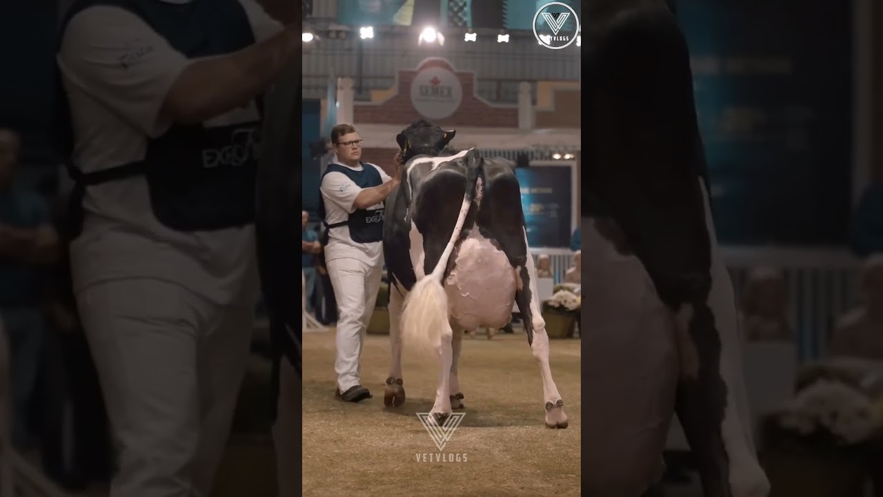 Competition Cow #VetVlogsChannel