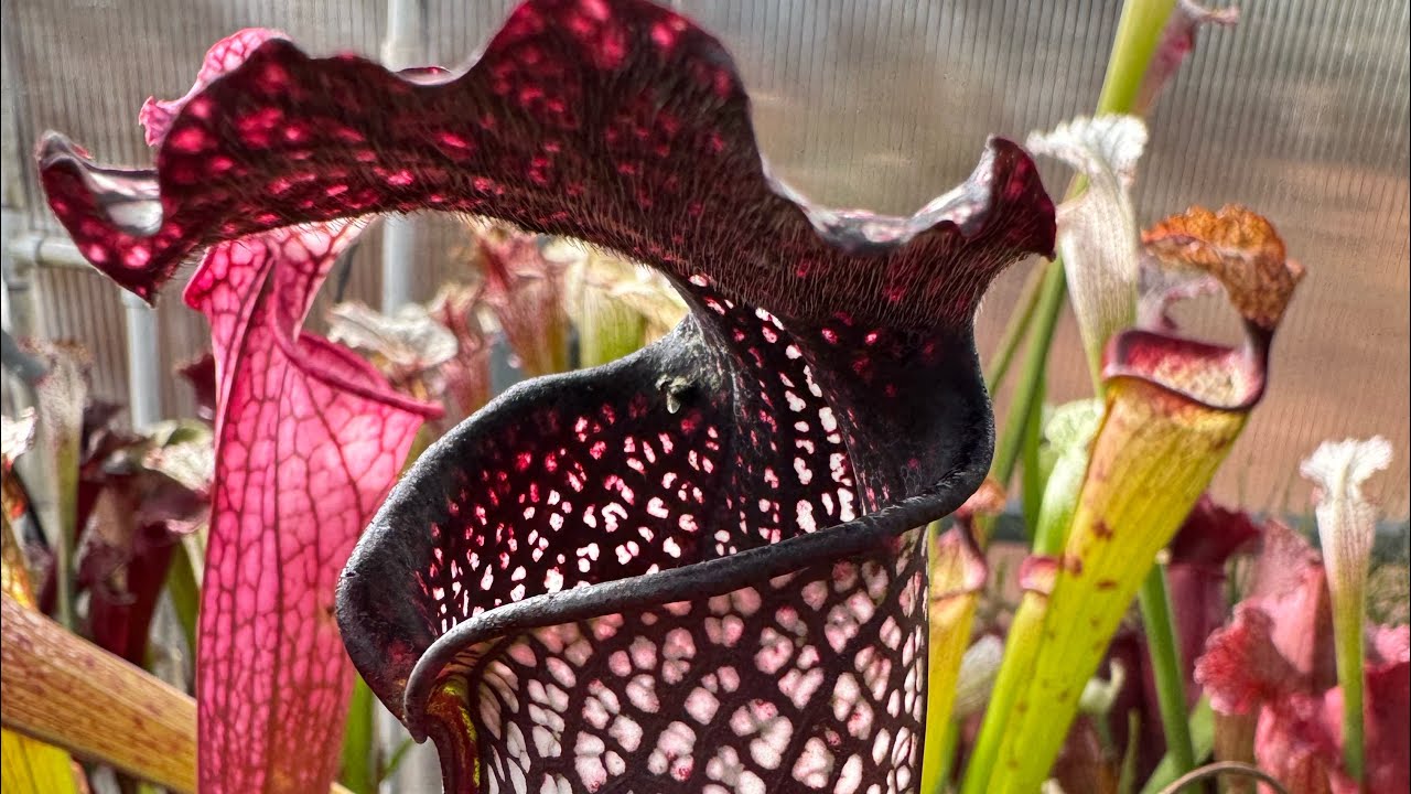 2023 Big Carnivorous Plant Greenhouse Tour, Temperate Side - Jeremiah’s Plants