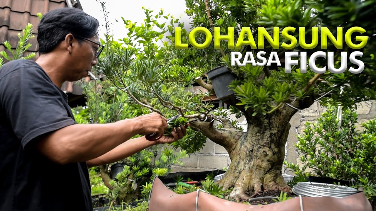 PENGARAHAN CABANG DAN RANTING PASCA SAMBUNG SUSU PADA BONSAI LOHANSUNG
