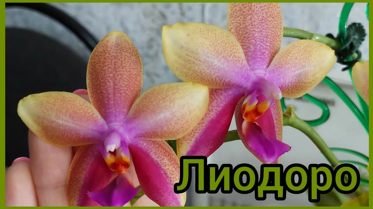 Небольшой, но рекорд🌸 #фаленопсис Лиодоро набирает мощь🌸 #орхидеи #цветы #растения #цветениеорхидей