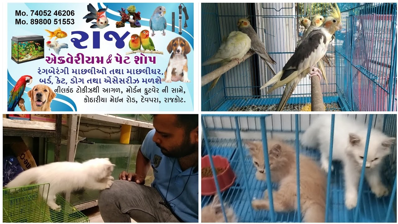 Raj pet and aquarium Pet Shop Rajkot