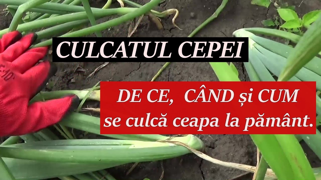 Culcatul cepei De ce,  când și cum  se culcă ceapa la pământ.