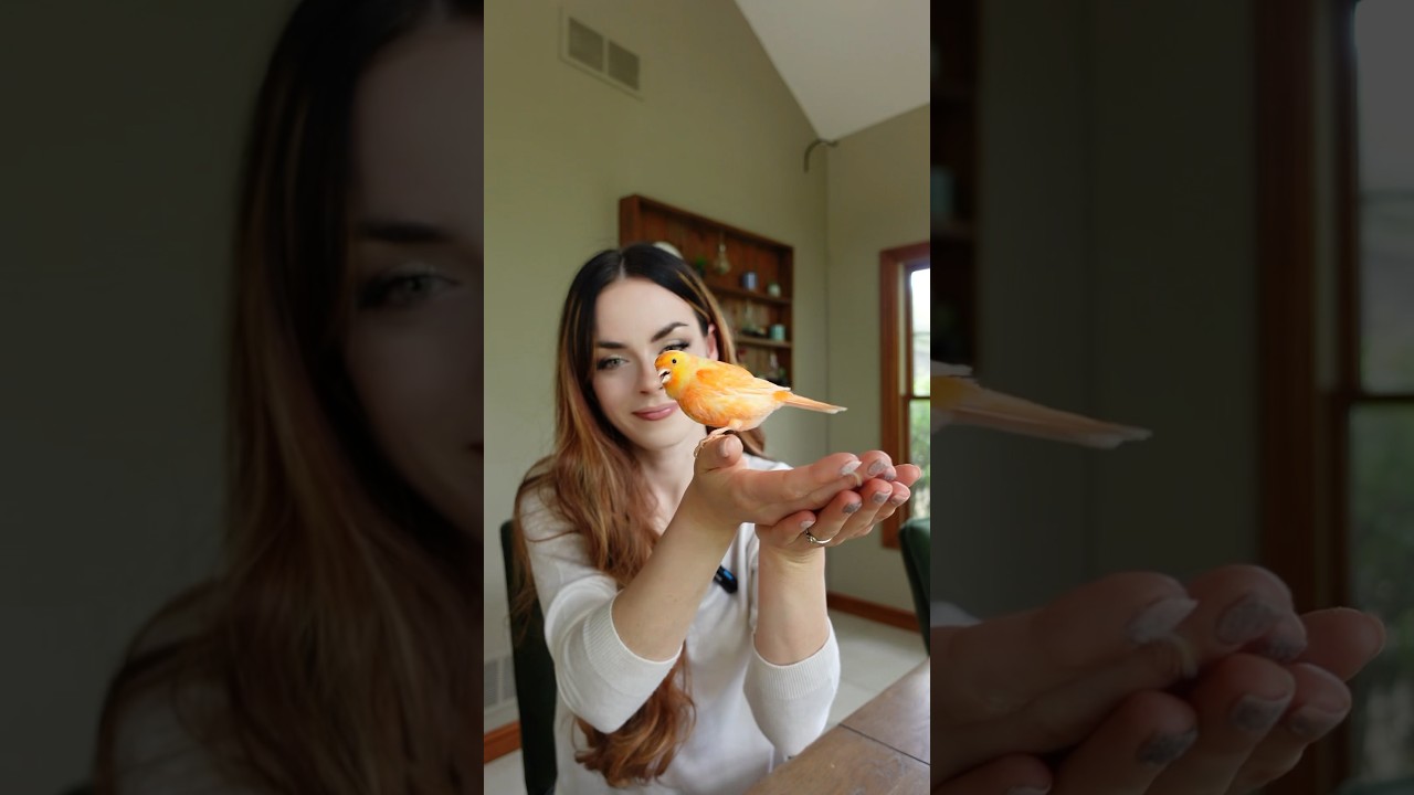 I&rsquo;m a happy happy happy bird❤️&zwj;🔥 #goldenwhiskerscattery #bird #cute #adorable #canary #redfactor