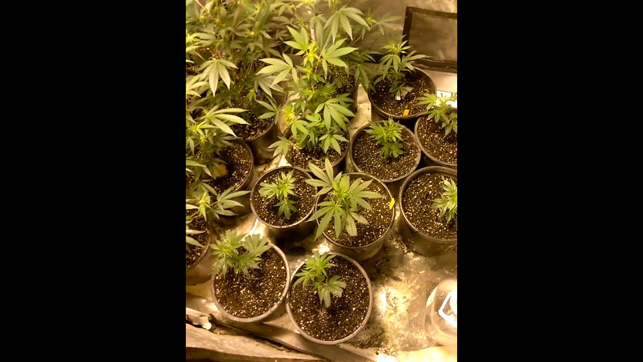Purple tangie, bloodhound, mendo breath, Golden lemon.