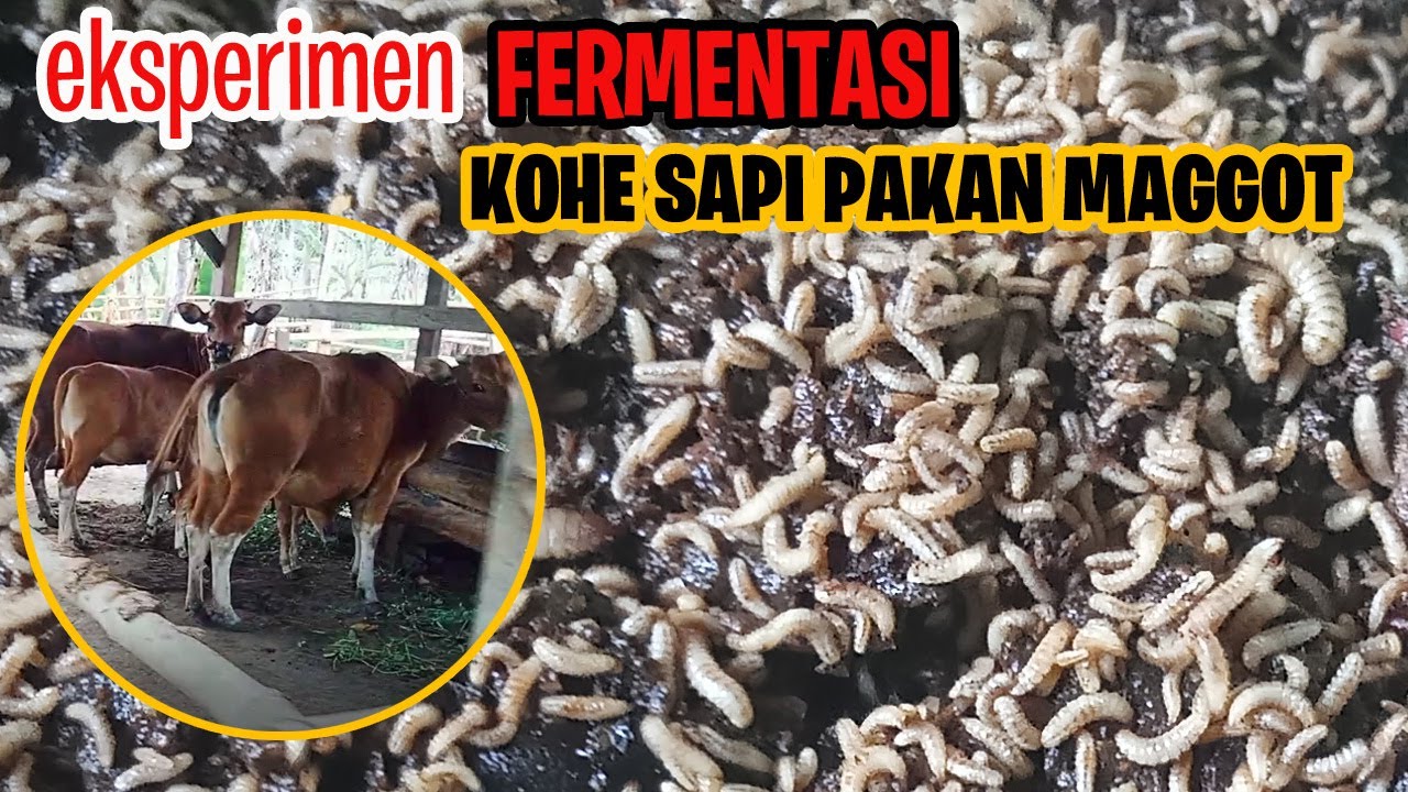Fermentasi Kohe Sapi Untuk Pakan Maggot- Eksperimen Juragan BSF
