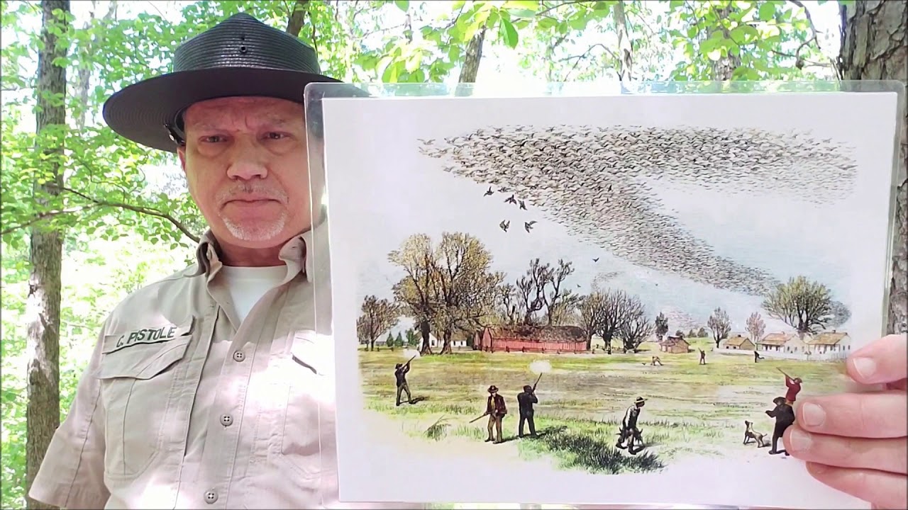 Meeting Martha: The Last Passenger Pigeon