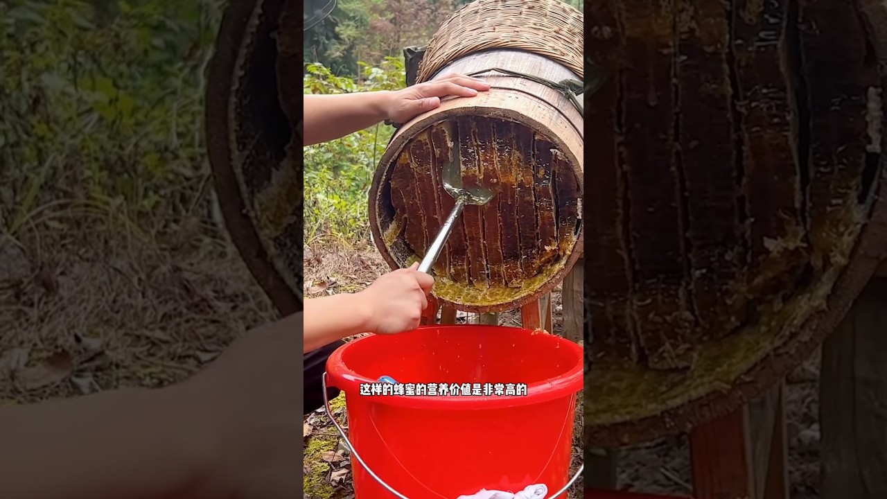 Extreme Honeycomb harvesting 🍯 |Harvesting honey from beehive 🐝 EP44 #trending #shorts #satisfying