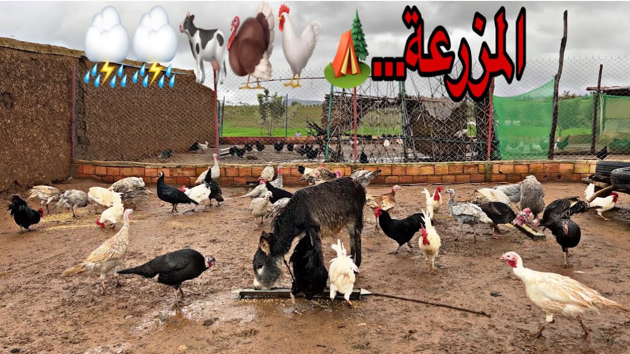 اجواء العمل في البادية مع تساقط الأمطار شريت العلف فقاش غدي نجيب الأغنام إن شاءالله