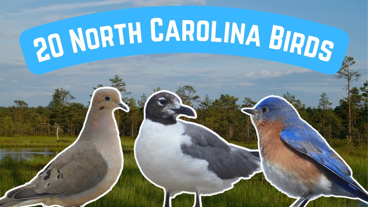 Common Birds In North Carolina | 20 Amazing Species To Know