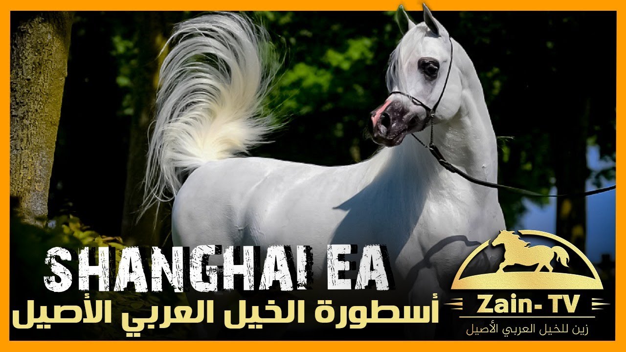 الفحل الأسطورة شنجهاي إي إيه ابن الأسطورة دبليو إتش جستس | الخيل العربي الأصيل | Shanghai EA
