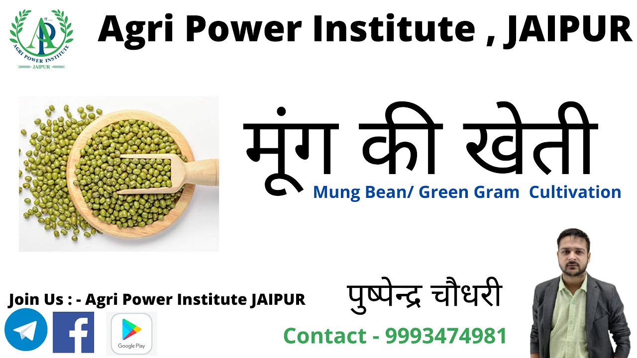 [04] Mung cultivation || Green Gram || Pushpendra Choudhary -9993474981