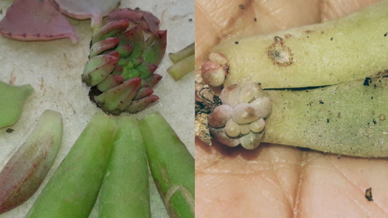 364🌿🥀 Succulentsपत्तियों से कैसे उगाऐं ,अपडेट्स सहित, तैयार पौधा कब रीपाॅट करें Baby plants update