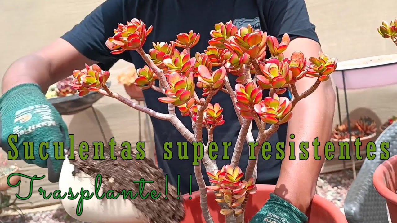 Cuidados y trasplante de #crassulaovata #suculentas #jardin