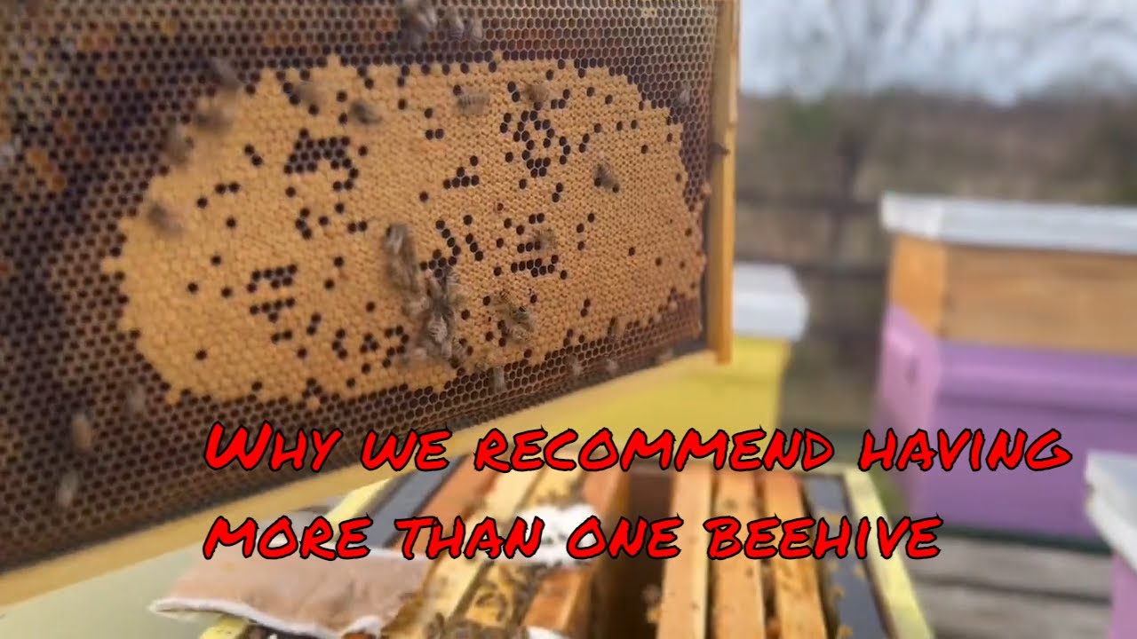 The #honeybees are in charge, NOT the #beekeeper