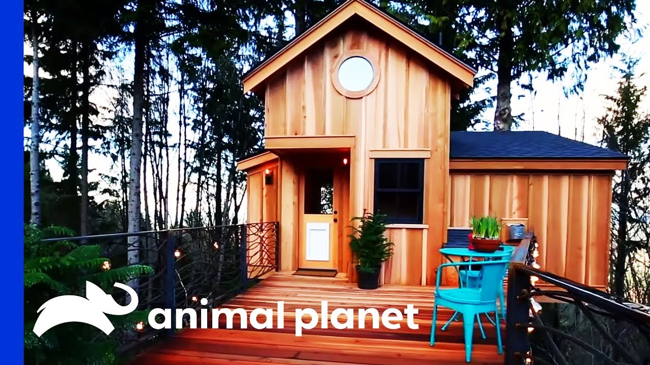 Pete Creates A Breathtaking Treehouse For A Couple And Their Dogs! | Treehouse Masters