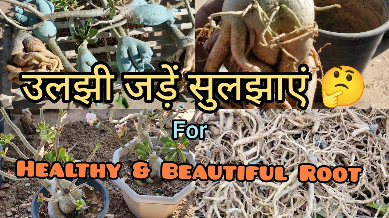 KYAA AAPKE ADENIUM K ROOTS BHI JATIL AUR ULJHE HUYE HAIN TO ABHI UNHE SULJHA LIJIYE / कम कर  लिजिए 💯