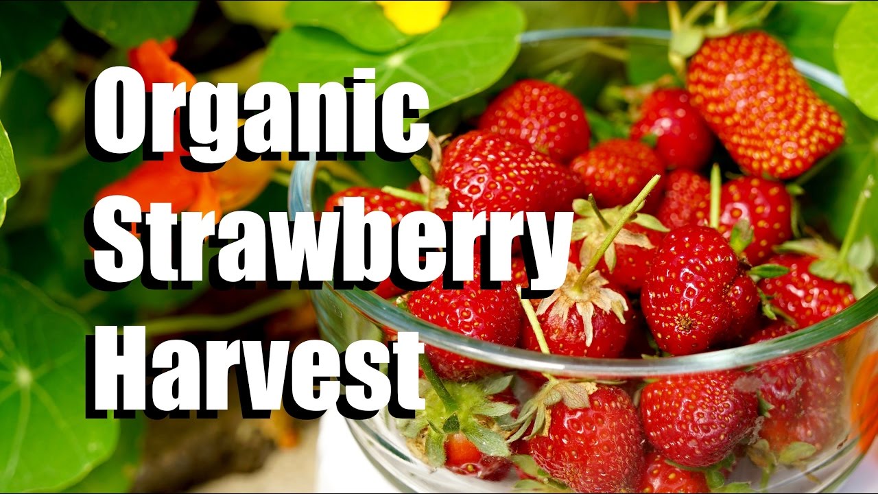 Organic Strawberry Harvest from the Strawberry Crate Tower with CaliKim and CameraGuy