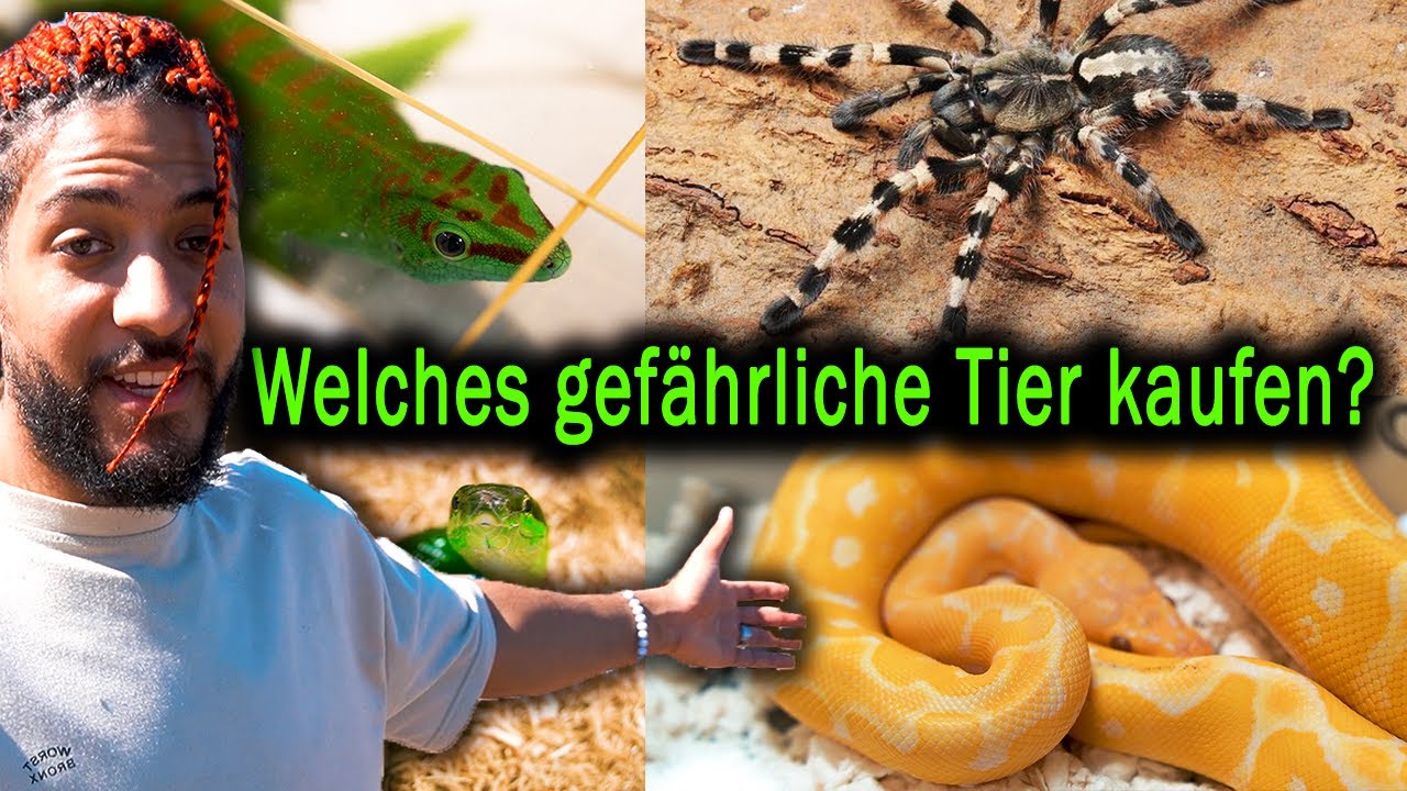 Welches giftige Tier w&uuml;rdest du dir kaufen? / Expo-Messe Vlog