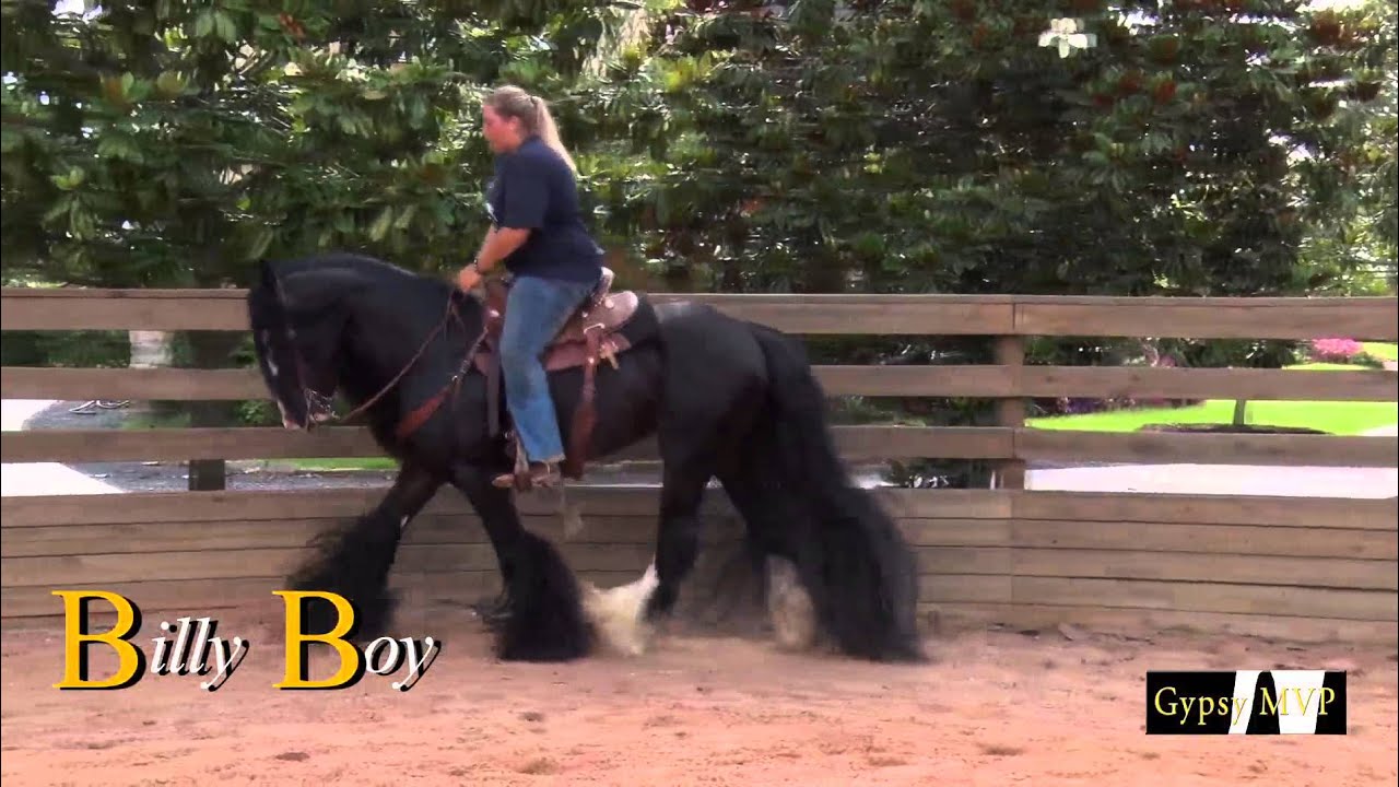 Billy Boy | Gypsy Vanner Horses for Sale | Gelding | Black Bay