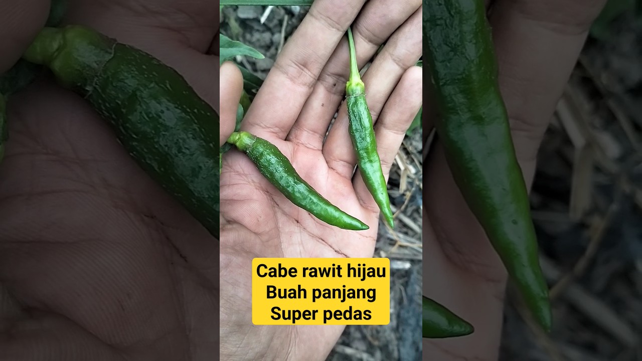 cabe rawit hijau buah besar dan panjang super pedas #caberawit #caberawithijau #petani