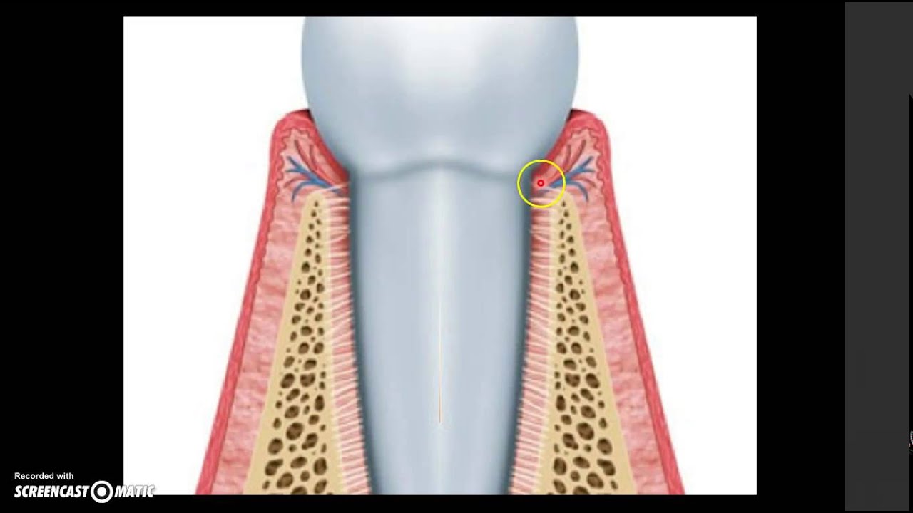 Arquitectura del Periodonto.
