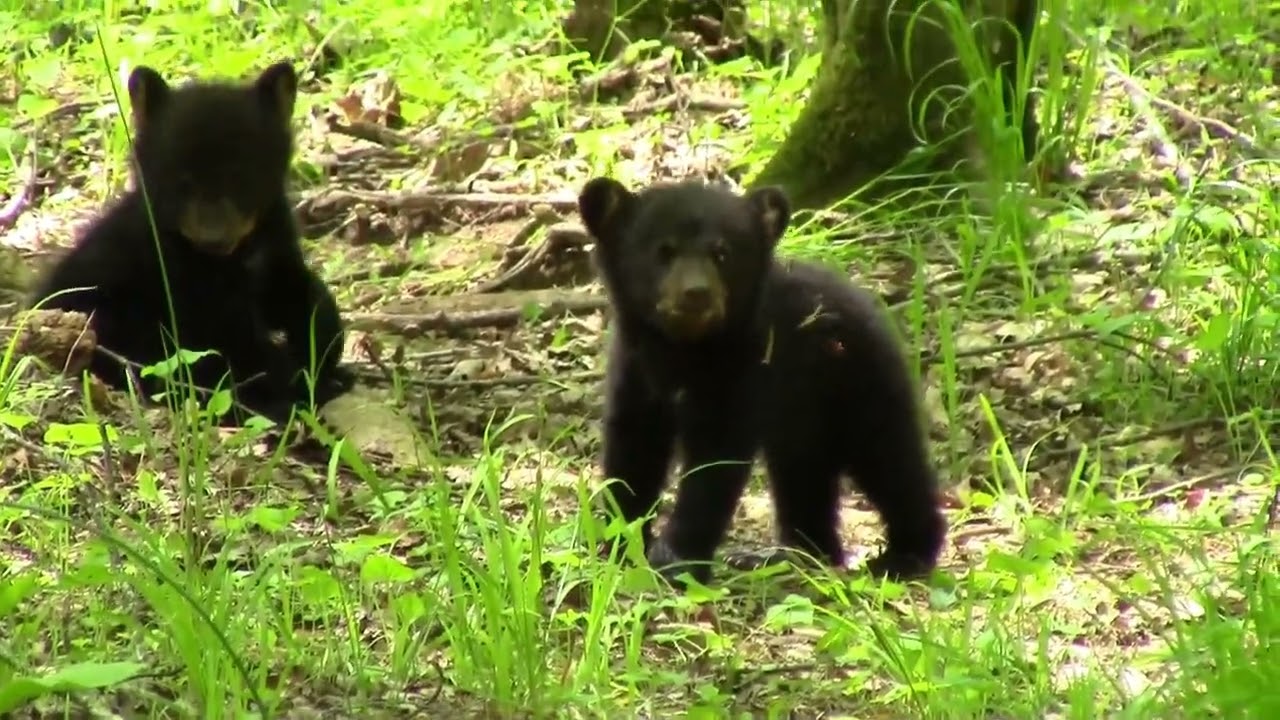 Black bear cubs and mother in Great Smoky Mountains National Park