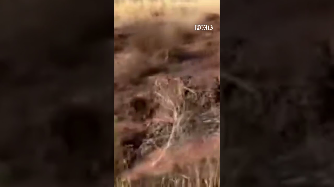 Flash flooding caught on camera in Cedar City